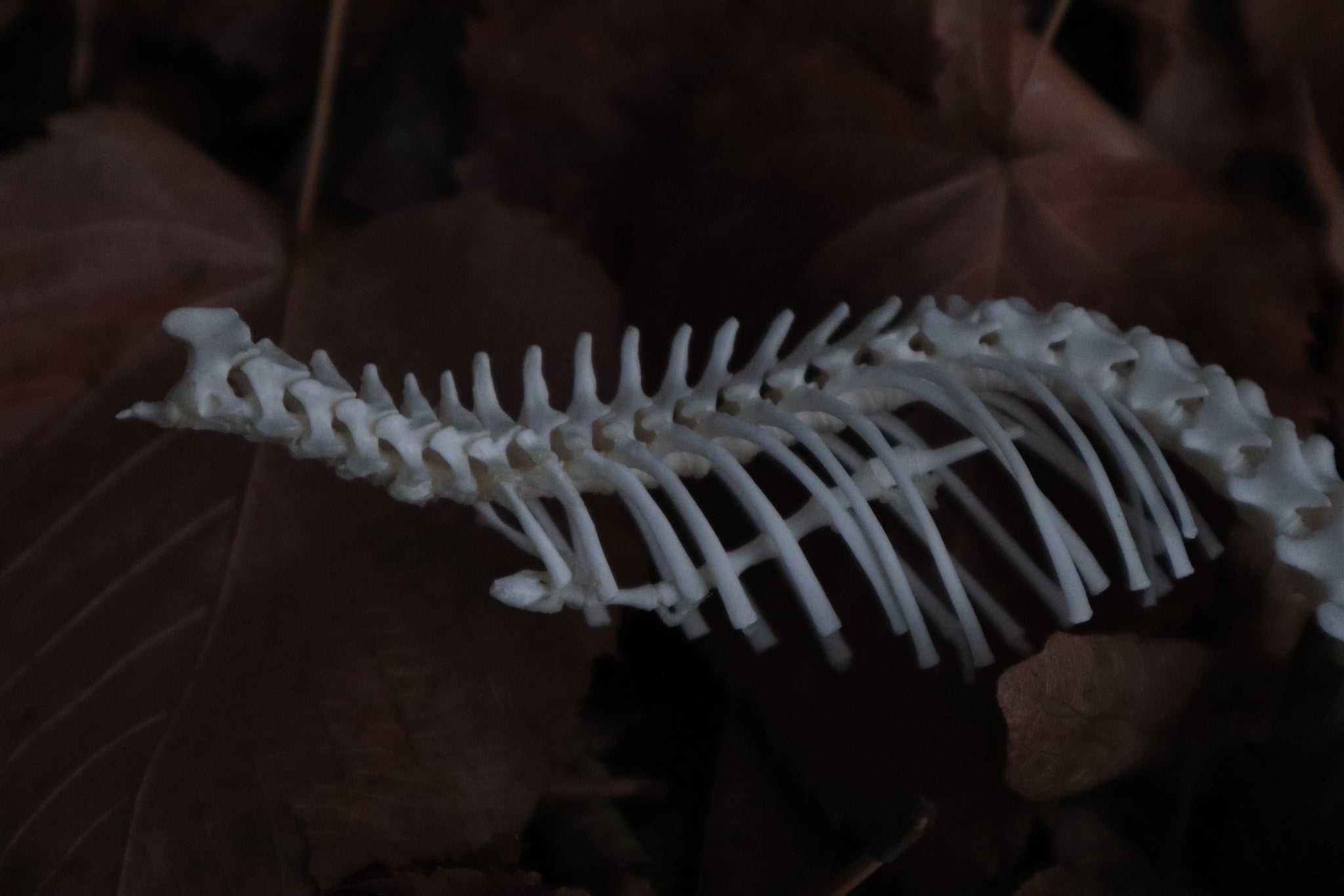 Kitten Skeleton