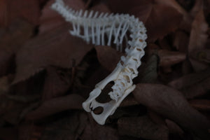 Kitten Skeleton