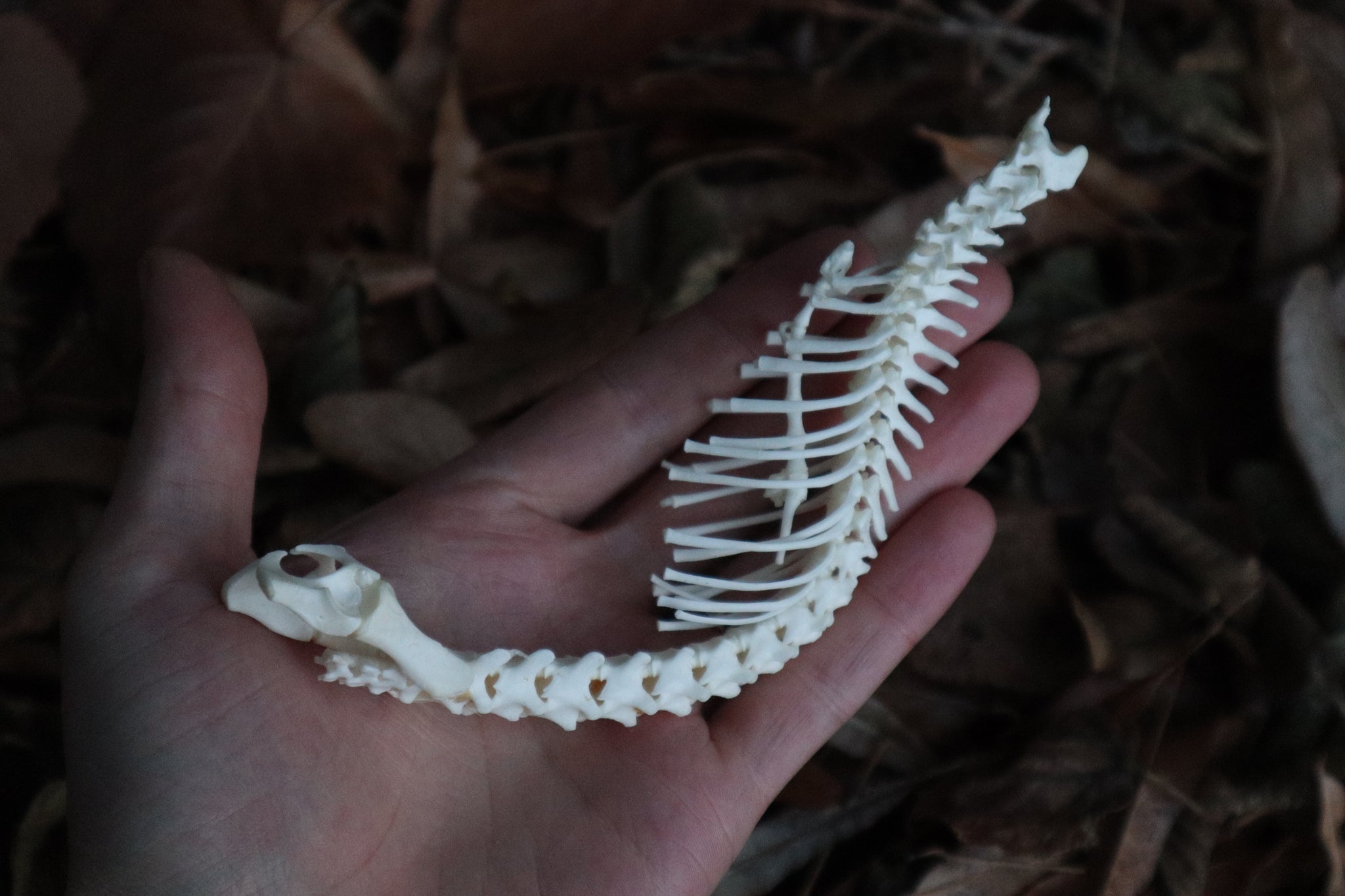 Kitten Skeleton