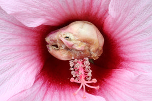 Dry Diaphonized Fetal Beaver Skull