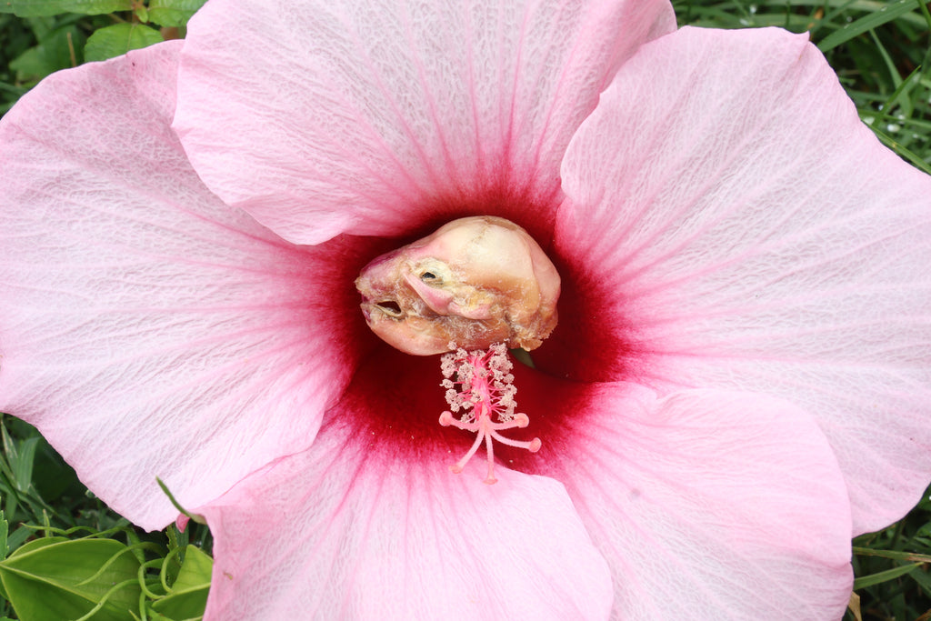 Dry Diaphonized Fetal Beaver Skull