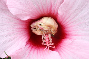 Dry Diaphonized Fetal Beaver Skull