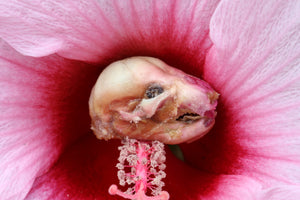 Dry Diaphonized Fetal Beaver Skull