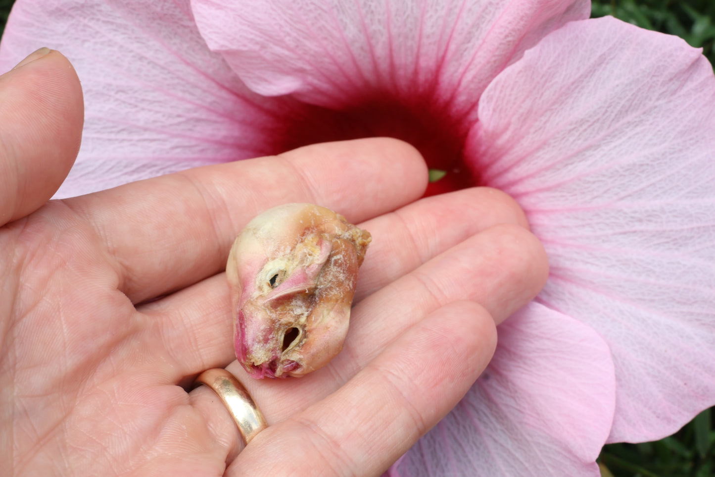 Dry Diaphonized Fetal Beaver Skull