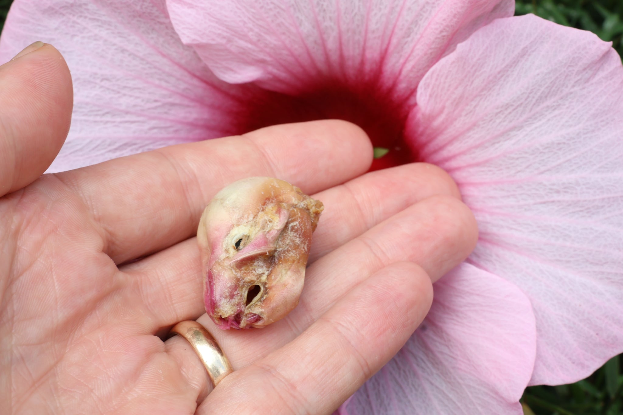 Dry Diaphonized Fetal Beaver Skull