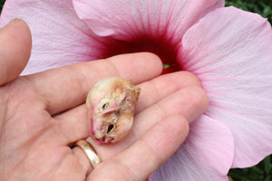 Dry Diaphonized Fetal Beaver Skull