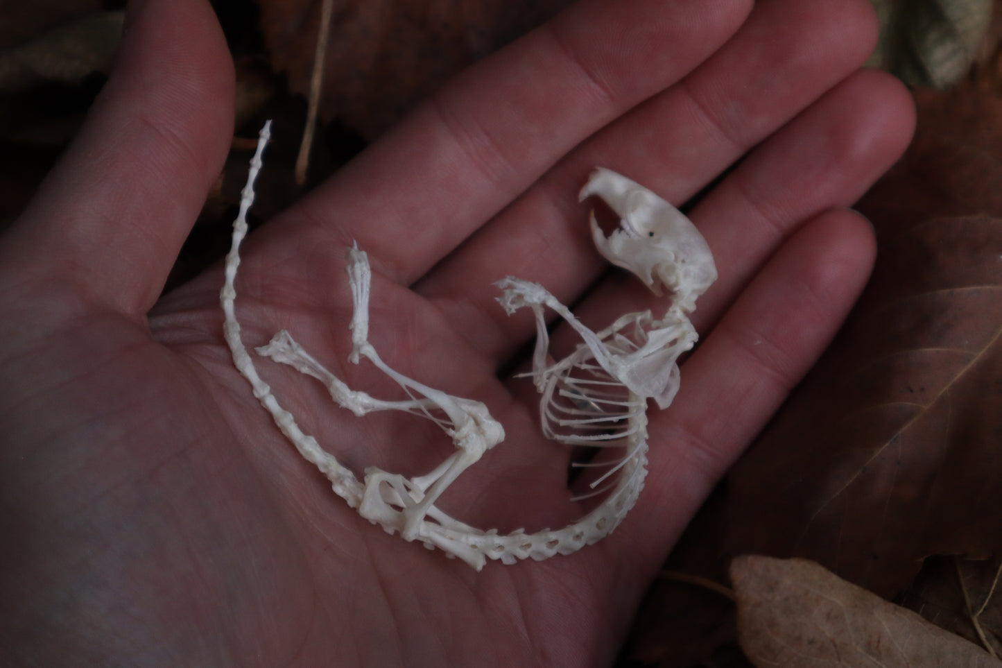 Rat Skeleton Articulation