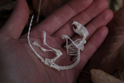 Rat Skeleton Articulation
