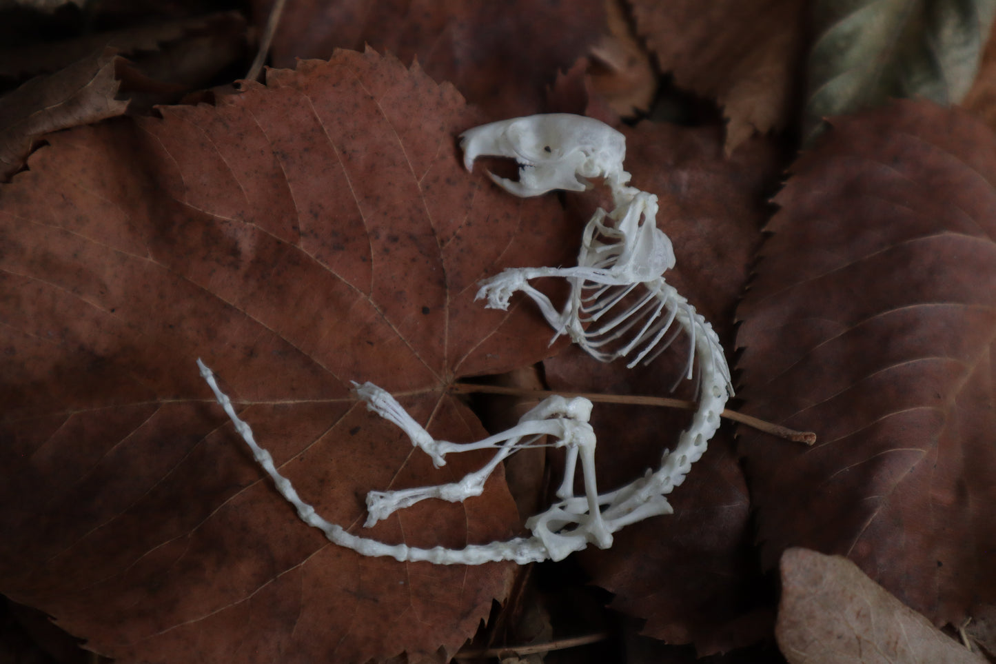 Rat Skeleton Articulation