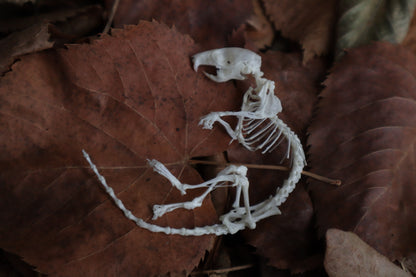 Rat Skeleton Articulation