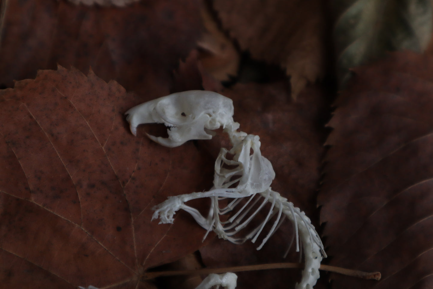 Rat Skeleton Articulation