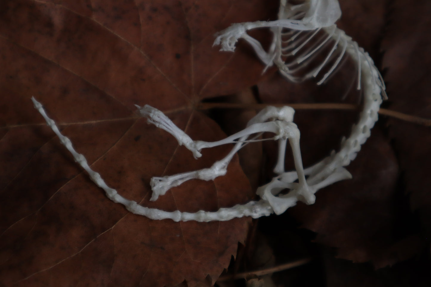 Rat Skeleton Articulation