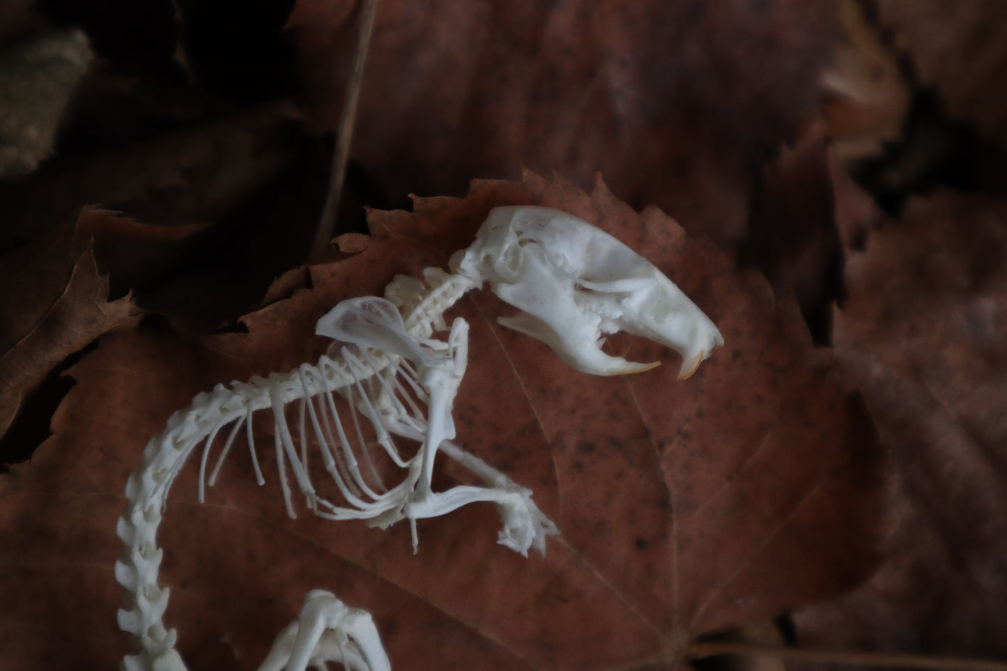 Rat Skeleton Articulation