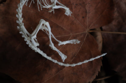 Rat Skeleton Articulation