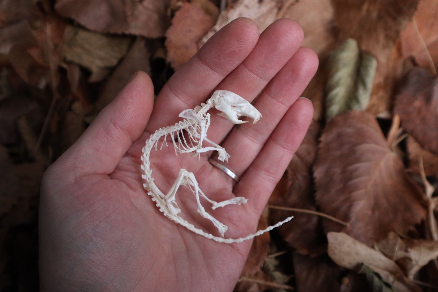 Rat Skeleton Articulation