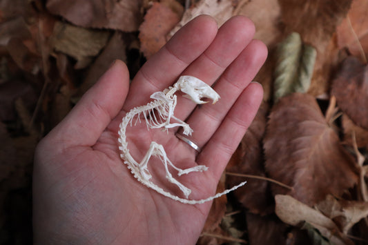 Rat Skeleton Articulation