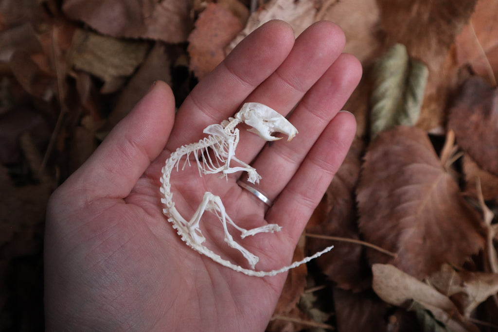 Rat Skeleton Articulation