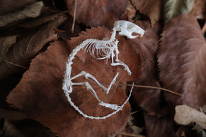 Rat Skeleton Articulation