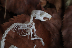 Rat Skeleton Articulation