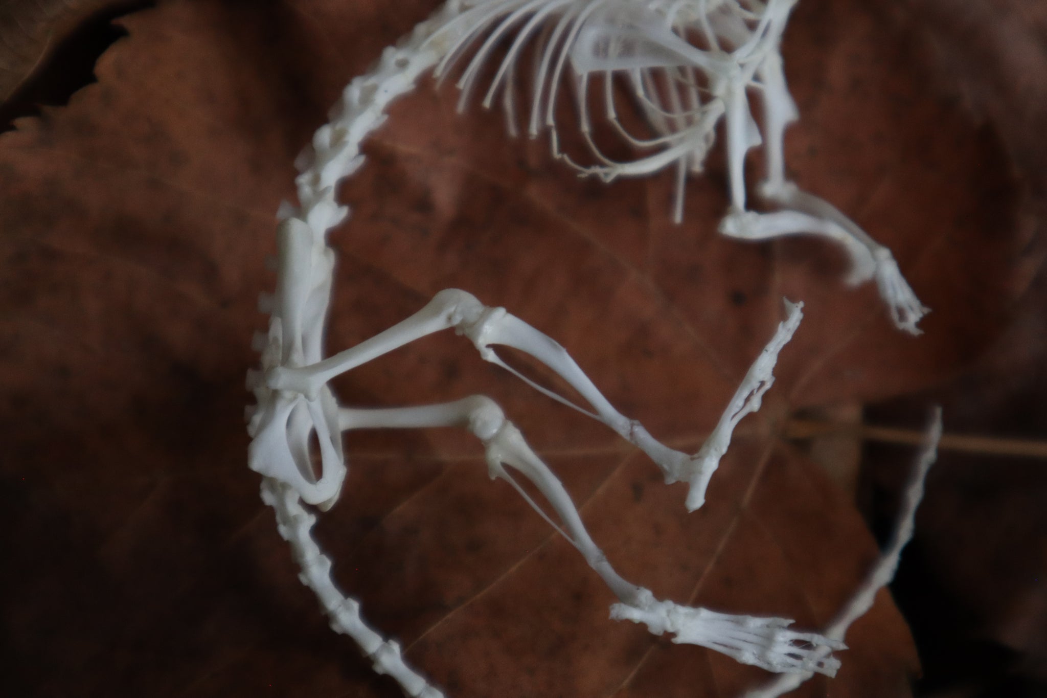 Rat Skeleton Articulation