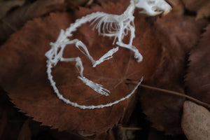 Rat Skeleton Articulation