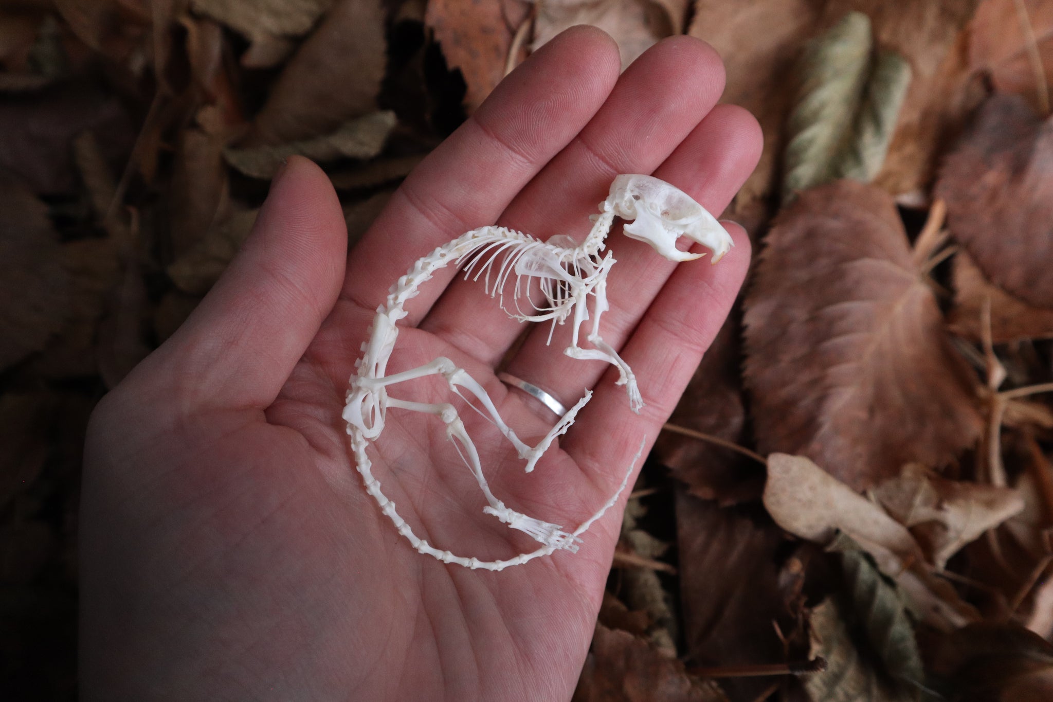 Rat Skeleton Articulation