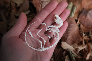 Rat Skeleton Articulation