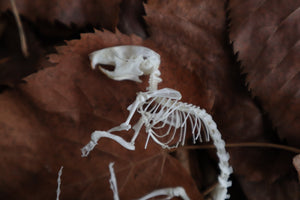 Rat Skeleton Articulation