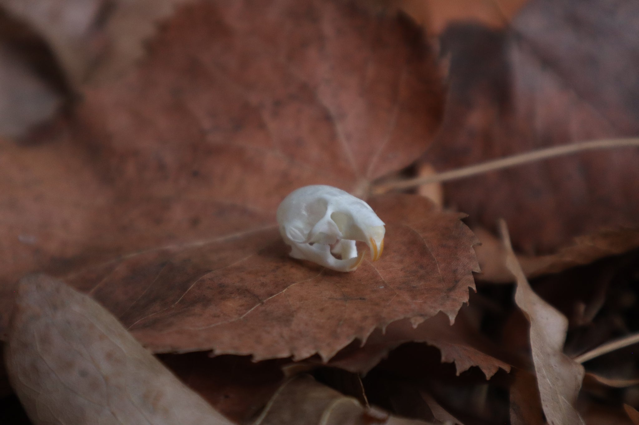 Juvenile Rat Skull