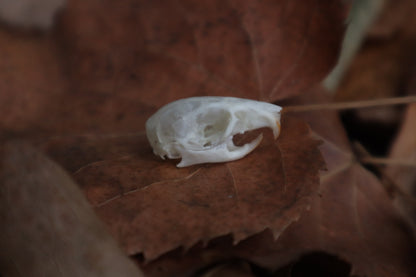 Juvenile Rat Skull