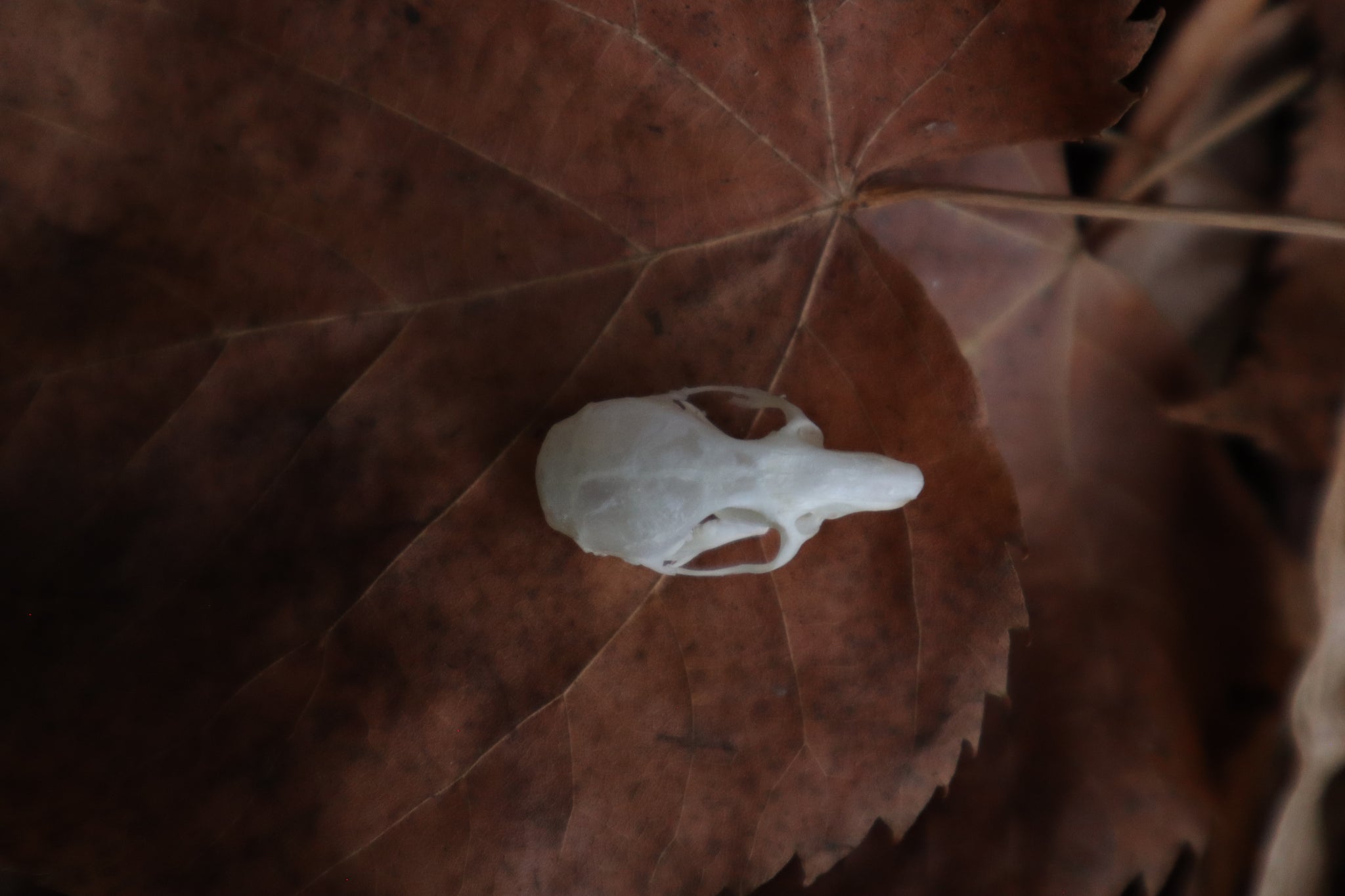 Juvenile Rat Skull