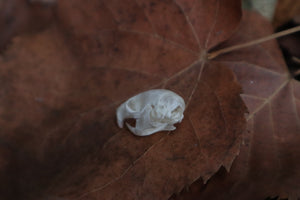 Juvenile Rat Skull