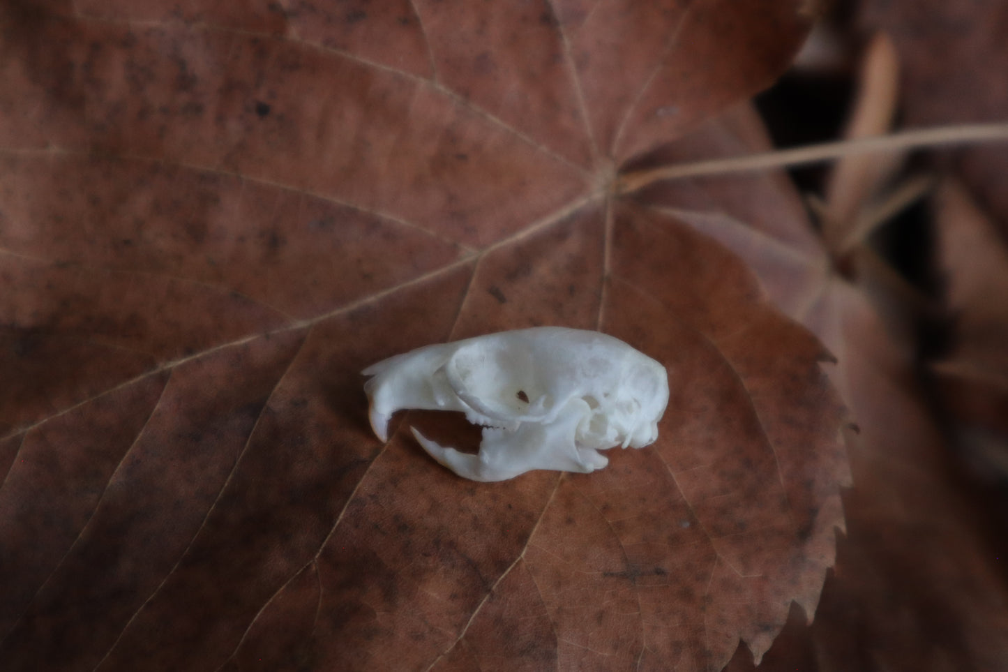 Juvenile Rat Skull