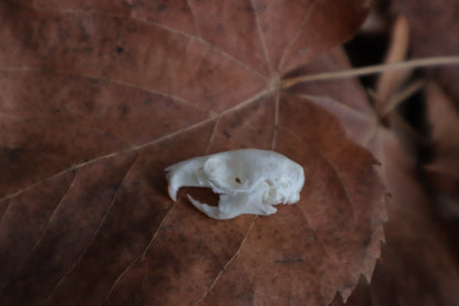 Juvenile Rat Skull