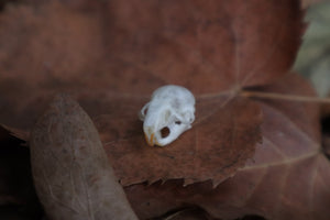 Juvenile Rat Skull