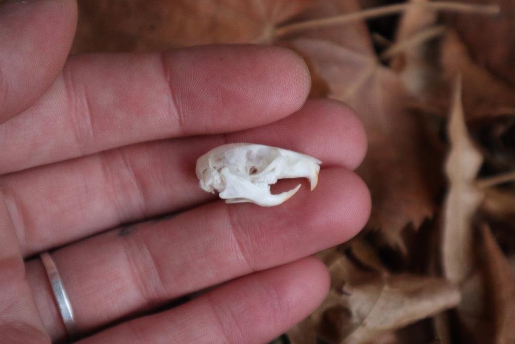 Juvenile Rat Skull