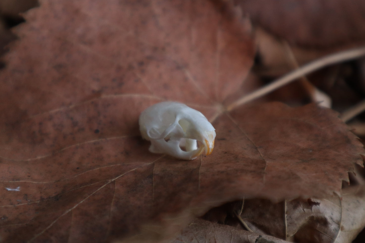 Juvenile Rat Skull