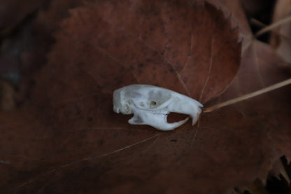 Juvenile Rat Skull