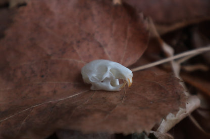 Juvenile Rat Skull