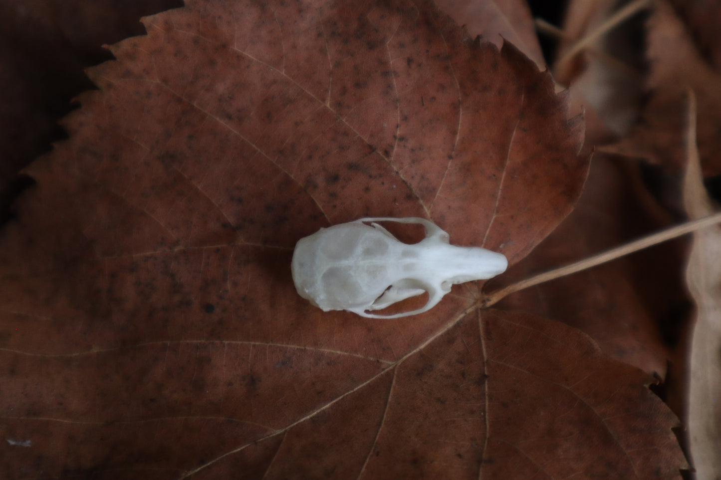 Juvenile Rat Skull