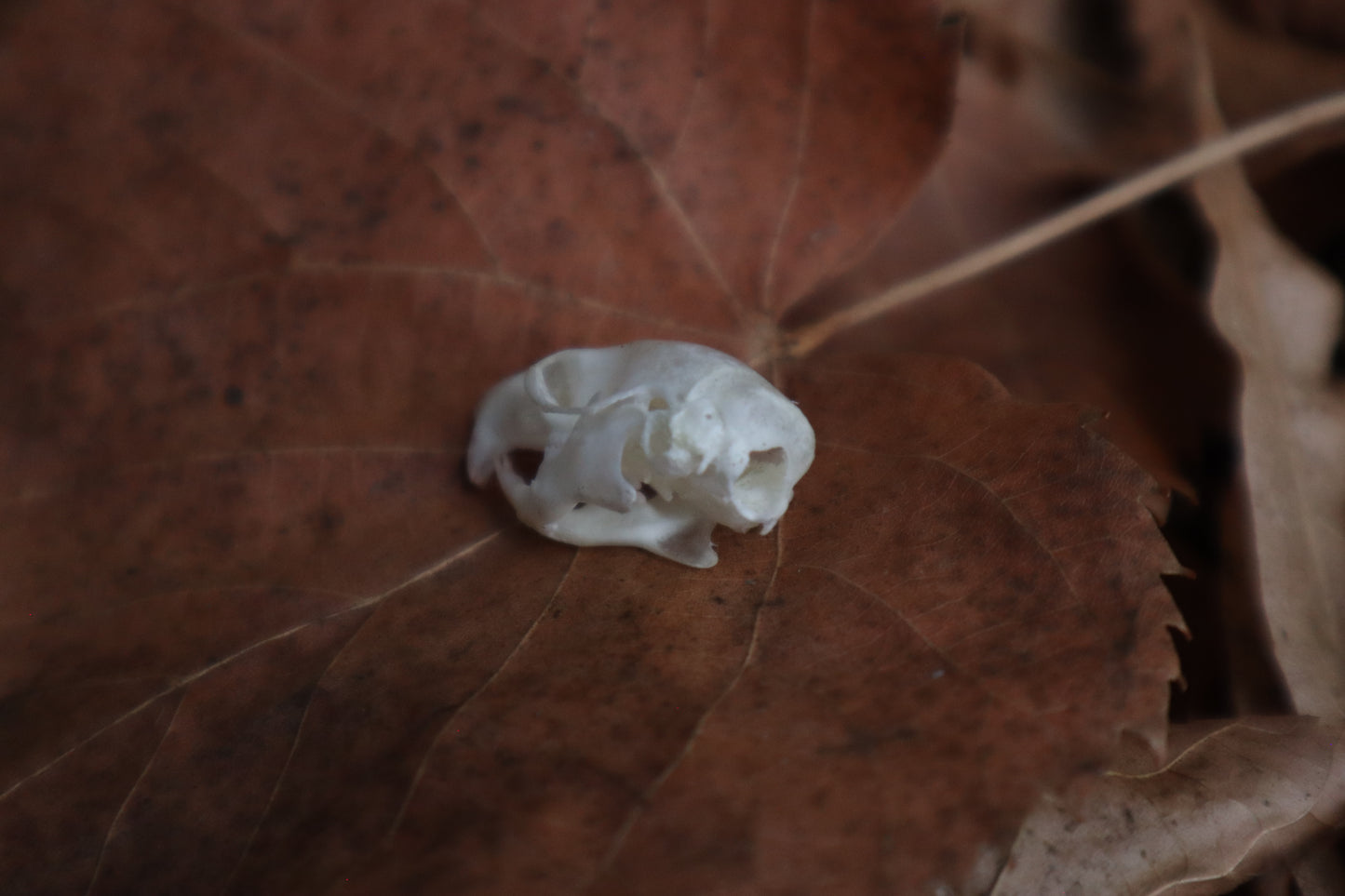 Juvenile Rat Skull