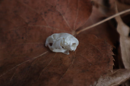 Juvenile Rat Skull