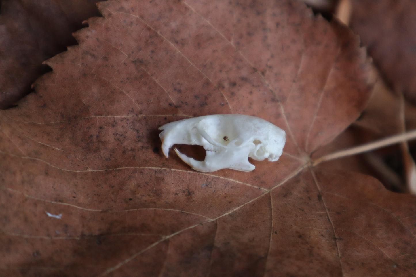 Juvenile Rat Skull