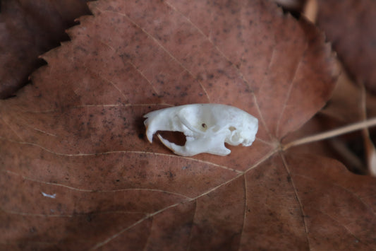Juvenile Rat Skull