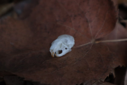 Juvenile Rat Skull