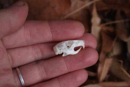 Juvenile Rat Skull