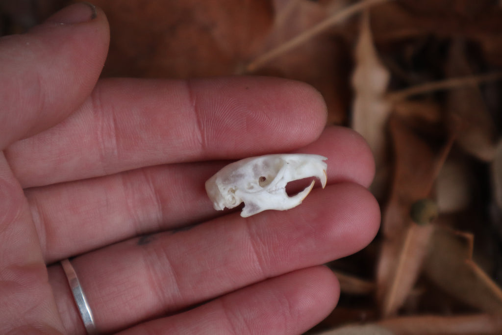 Juvenile Rat Skull