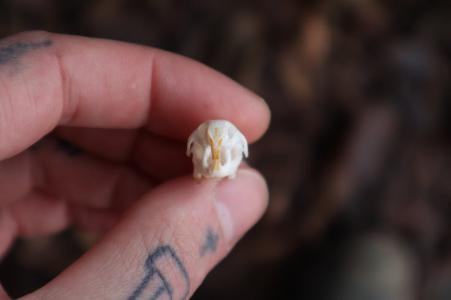 Juvenile Rat Skull