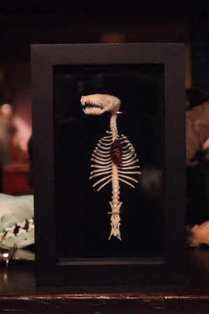 Reserved for Cora - Mole Skull and Articulated Spinal Column