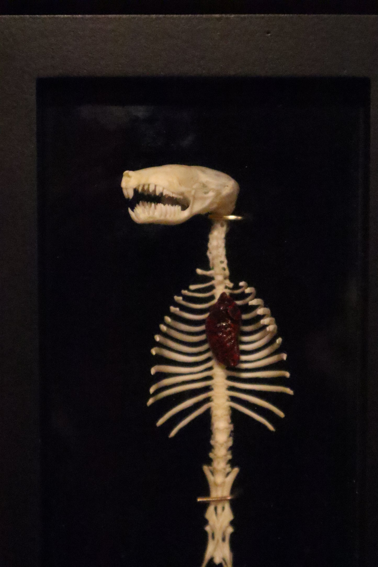 Reserved for Cora - Mole Skull and Articulated Spinal Column